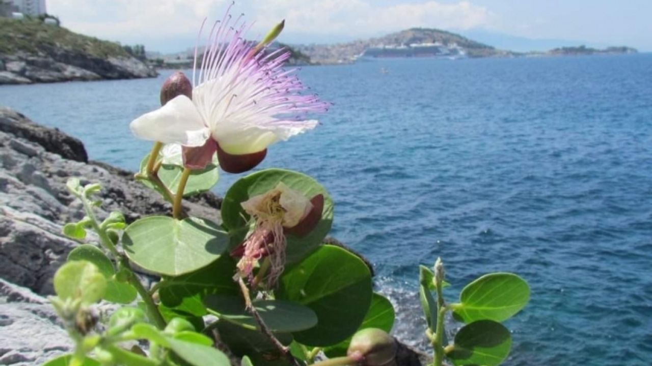 Ku­şa­da­sı Be­le­di­ye­si’nden ‘Doğal Bo­ta­nik Parka’ ko­ru­ma çem­be­ri