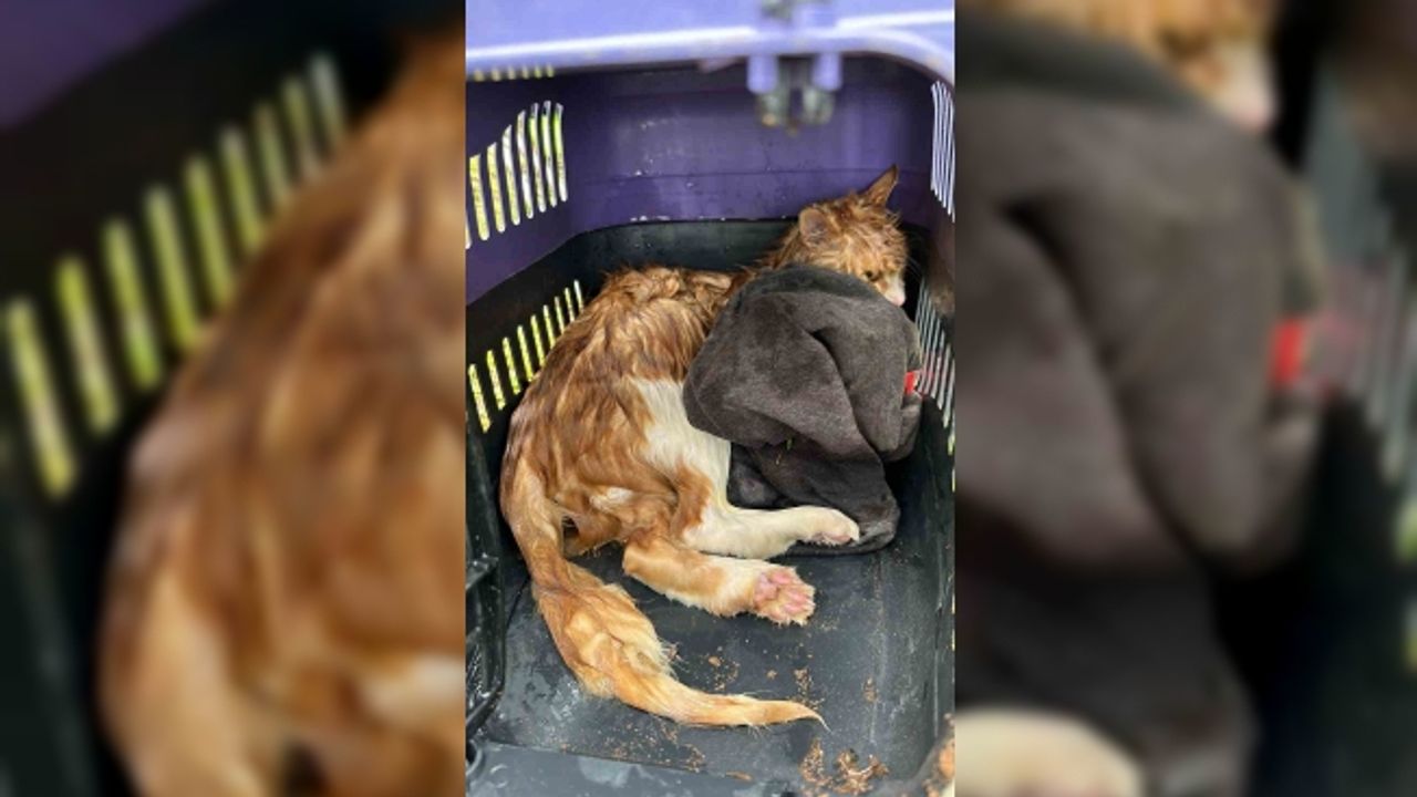 Muğla’da 15 metrelik kuyuya düşen kediyi itfaiye ekipleri kurtardı