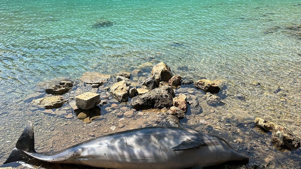 Bodrum Cennet koyda ölü Yunus balığı karaya vurdu