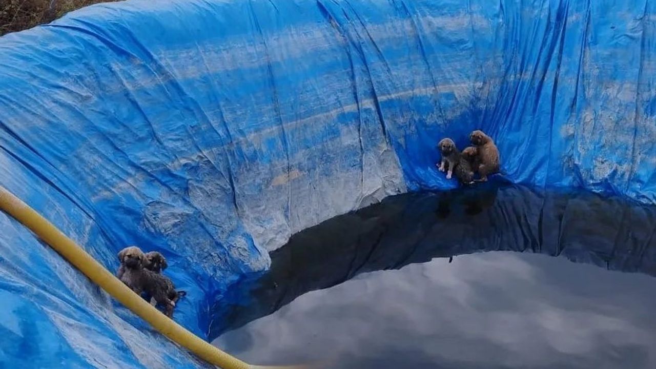 Havuza düşen yavru köpekleri, Aydın itfaiyesi kurtardı