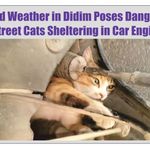 Cold Weather in Didim Poses Dangers to Street Cats Sheltering in Car Engines