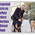 Widespread Outcry as Turkey Orders Collection of Street Dogs
