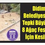 Didim Belediyesi'ne Tepki Büyüyor: 8 Ağaç Festival İçin Kesildi!
