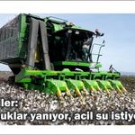 Çift­çi­ler: "Pa­muk­lar ya­nı­yor, acil su is­ti­yo­ruz!"