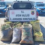 Didim’de Doğal Koruma Alanlarında Kaçak Bitki Toplayan 8 Kişiye Jandarma Operasyonu