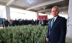40 bin zeytin fidanı atıl tarım arazileriyle buluşacak