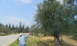 Zeytinde halkalı leke hastalığı ile mücadele başladı