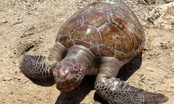 Didim’de ölü caretta bulundu