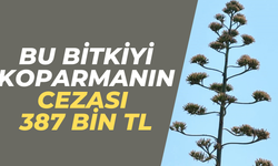 Agave bitkisi: Bu bitkiyi koparmanın cezası 387 bin TL