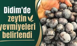 Didim'de zeytin yevmiyeleri belirlendi