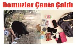 Domuzlar Çanta Çaldı (!)