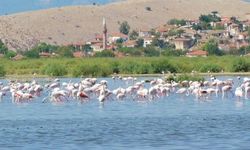Bafa Gölü mer­cek al­tın­da: Kaçak av­lan­ma­ya geçit yok