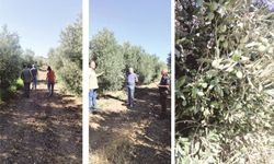 Didim’de Zey­tin Bah­çe­le­rin­de Za­rar­lı Kont­rol­le­ri Sık­laş­tı­rıl­dı