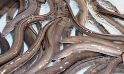 7 Bin Kilometrelik Yolu Kat Edip Geldiler