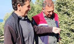 Zey­tin Bah­çe­le­rin­de Has­ta­lık  ve Za­rar­lı­lar An­la­tıl­dı