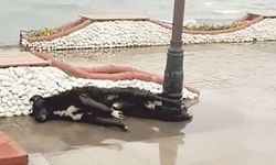 Al­tın­kum’da Elekt­rik Ka­ça­ğı Fa­ci­ası: Bir Can Daha İhmal Kur­ba­nı mı?