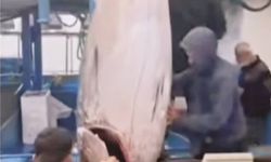 Didim’de 358 Kiloluk Dev Orkinos Yakalandı