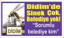 Didim’de Sinek Çok, Belediye yok!  “Sorumluluk hangi belediyede?”