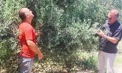 Didim’de  Zey­tin­lik­ler­de  Has­ta­lık ve  Za­rar­lı  Kont­ro­lü  Ya­pıl­dı