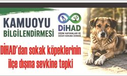 DİHAD'dan sokak köpeklerinin ilçe dışına sevkine tepki