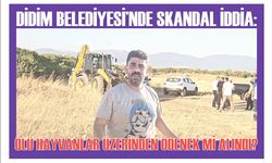 DİDİM BELEDİYESİ’NDE SKAN­DAL İDDİA: ÖLÜ HAY­VAN­LAR ÜZERİNDEN ÖDE­NEK Mİ ALIN­DI?