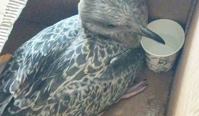 Yavru Mar­tı­ya Es­naf­tan Şef­kat Eli