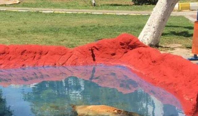 Didim Kül­tür Parkı’nda Teh­li­ke: Elekt­rik Akı­mı­na Ka­pı­lan Kedi Ha­ya­tı­nı Kay­bet­ti