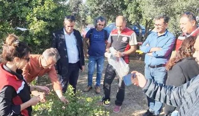 Sakız Ağacı Üre­ti­mi­nin Yay­gın­laş­tı­rıl­ma­sı Pro­je­si Kap­sa­mın­da Tek­nik Gezi Dü­zen­len­di