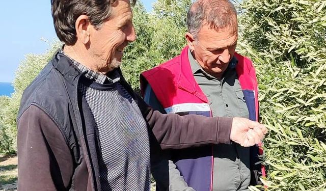 Zey­tin Bah­çe­le­rin­de Has­ta­lık  ve Za­rar­lı­lar An­la­tıl­dı