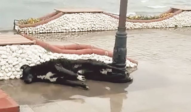 Al­tın­kum’da Elekt­rik Ka­ça­ğı Fa­ci­ası: Bir Can Daha İhmal Kur­ba­nı mı?