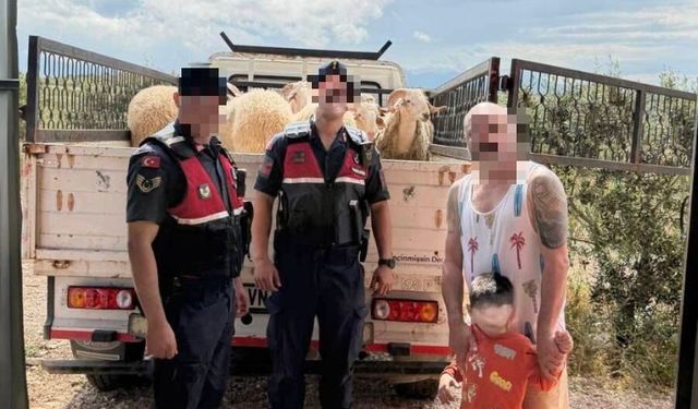 Didim’de Ça­lı­nan 13 Koyun Jan­dar­ma Ta­ra­fın­dan Bu­lun­du