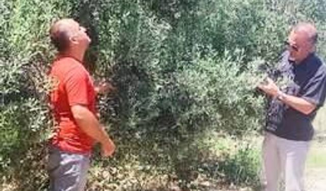 Didim’de  Zey­tin­lik­ler­de  Has­ta­lık ve  Za­rar­lı  Kont­ro­lü  Ya­pıl­dı