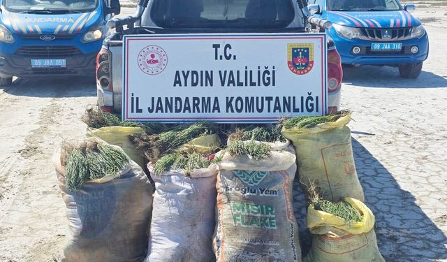 Didim’de Doğal Ko­ru­ma Alan­la­rın­da Kaçak Bitki Top­la­yan 8 Ki­şi­ye Jan­dar­ma Ope­ras­yo­nu