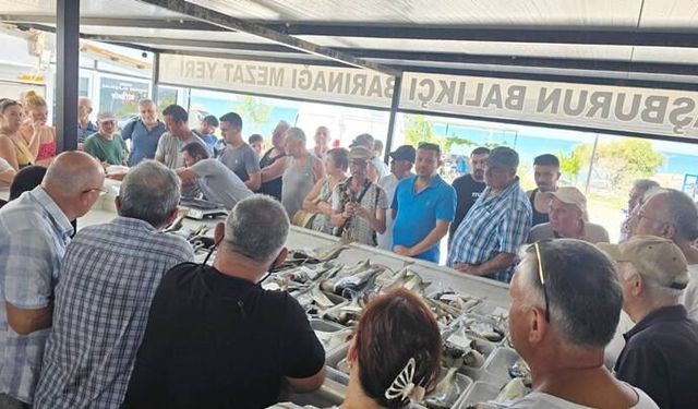 Ucuz Balık Hayal Oldu.