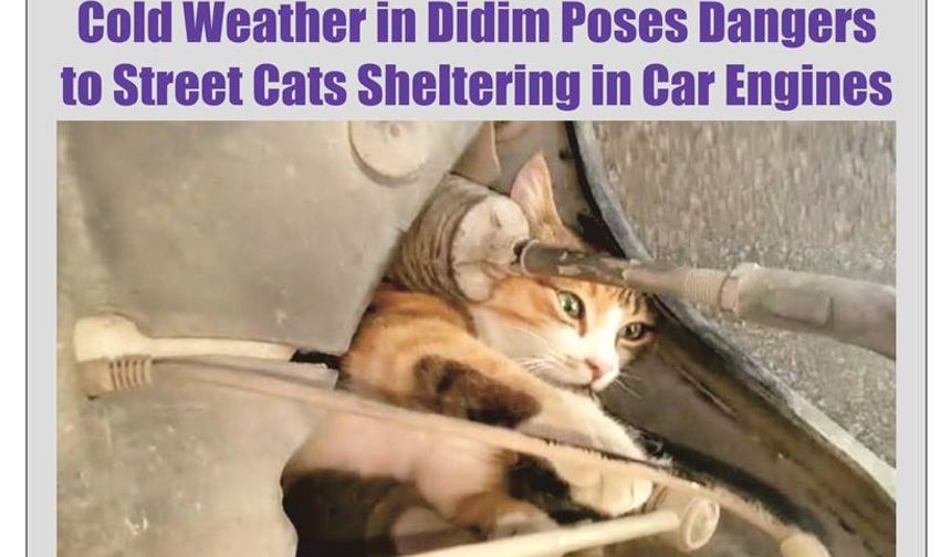 Cold Weather in Didim Poses Dangers to Street Cats Sheltering in Car Engines