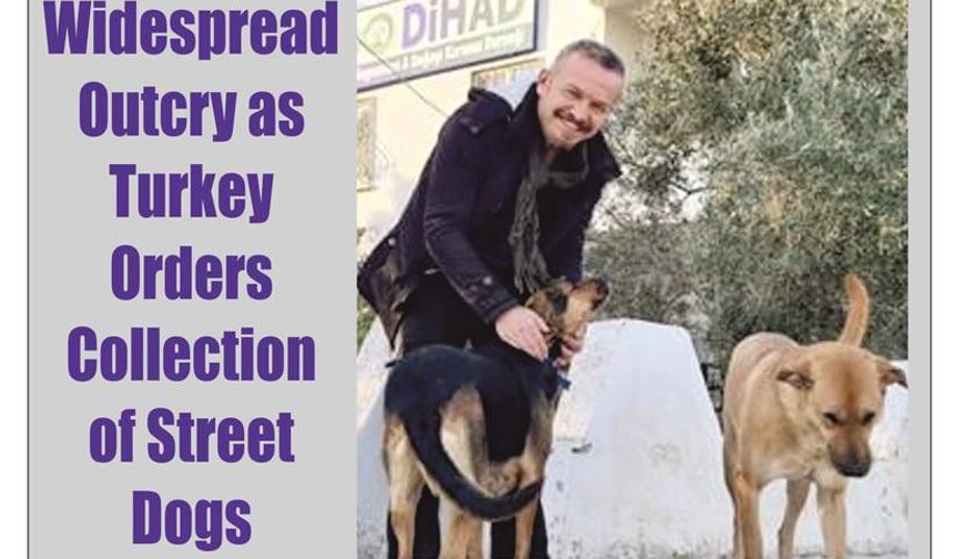 Widespread Outcry as Turkey Orders Collection of Street Dogs