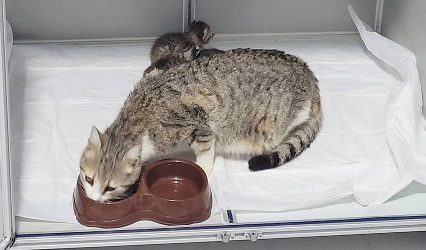 Do­ğu­mu baş­la­yan kedi kli­ni­ğe sı­ğın­dı