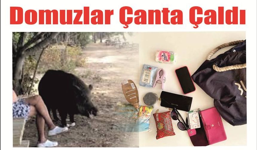 Domuzlar Çanta Çaldı (!)