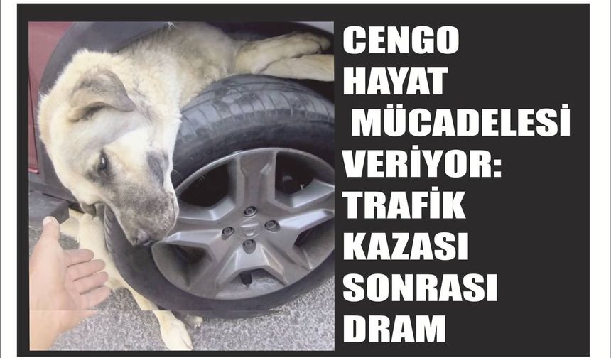 CENGO HAYAT MÜCADELESİ VERİYOR: TRAFİK KAZASI SONRASI DRAM