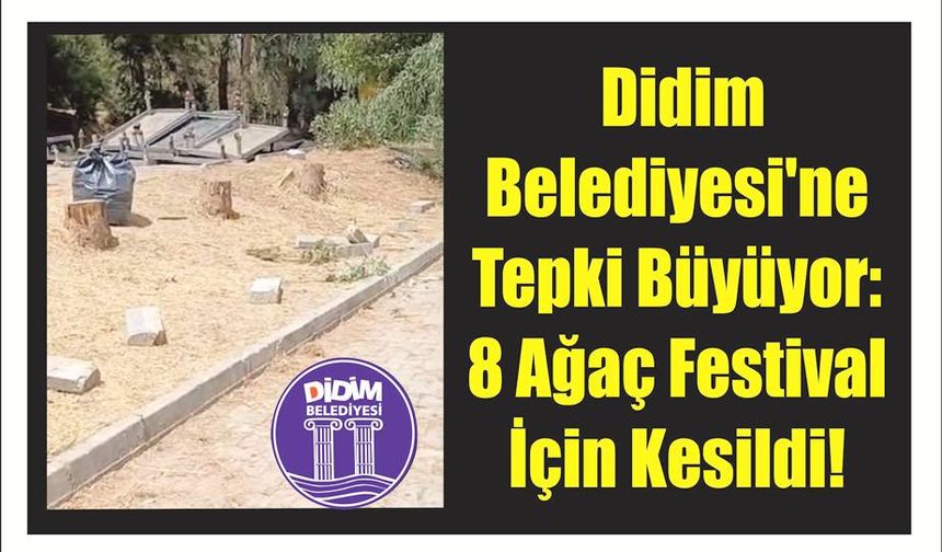 Didim Be­le­di­ye­si'ne Tepki Bü­yü­yor: 8 Ağaç Fes­ti­val İçin Ke­sil­di!