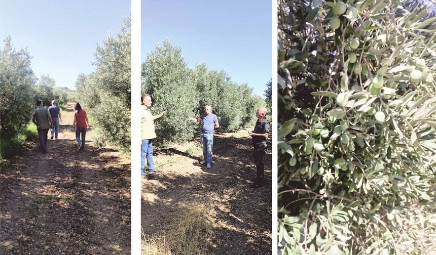 Didim’de Zey­tin Bah­çe­le­rin­de Za­rar­lı Kont­rol­le­ri Sık­laş­tı­rıl­dı