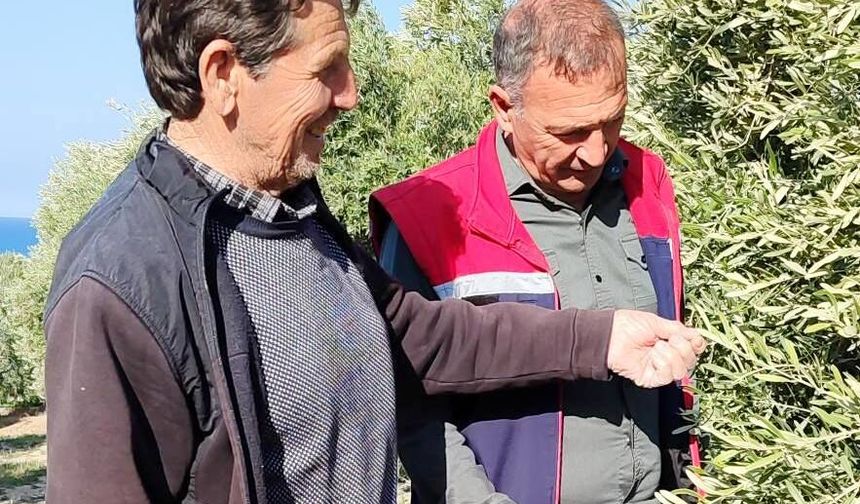 Zey­tin Bah­çe­le­rin­de Has­ta­lık  ve Za­rar­lı­lar An­la­tıl­dı