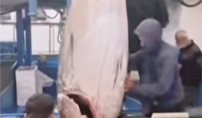 Didim’de 358 Kiloluk Dev Orkinos Yakalandı