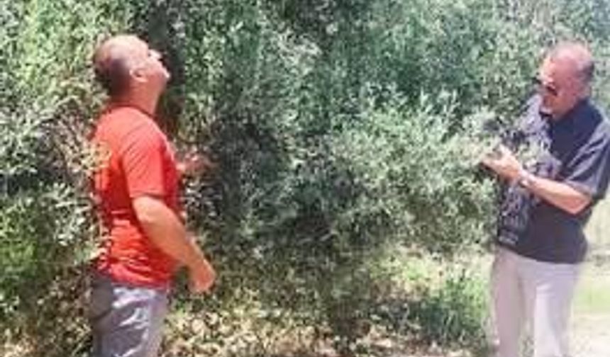 Didim’de  Zey­tin­lik­ler­de  Has­ta­lık ve  Za­rar­lı  Kont­ro­lü  Ya­pıl­dı