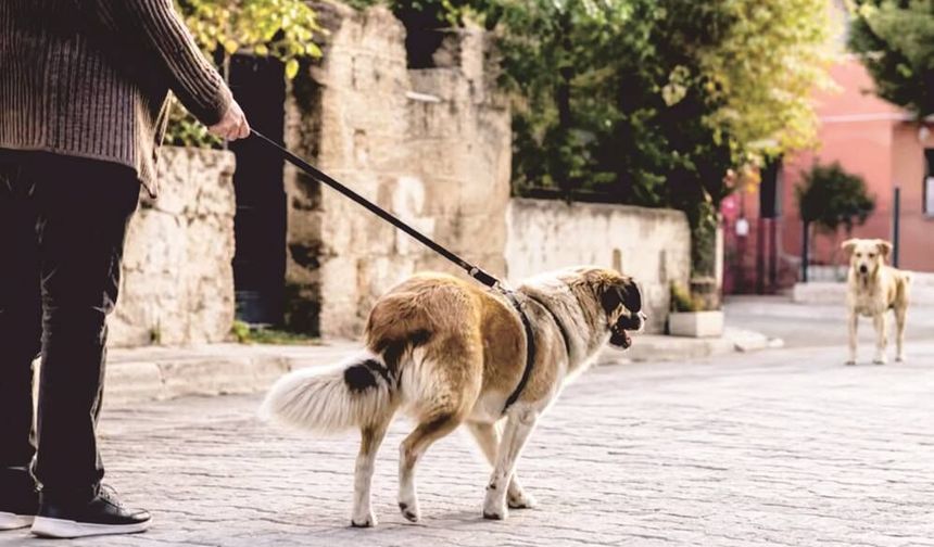 DİDİM’DE PLAJ VE HA­VUZ­LAR­DA EVCİL HAY­VAN­LA­RA YASAK