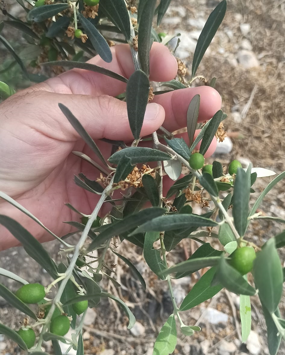 350688445_630552585662046_7844363997164528548_n