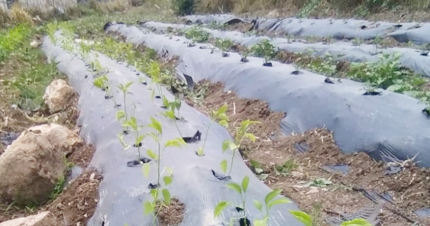 352231493_913045249755866_5191590200071171470_n