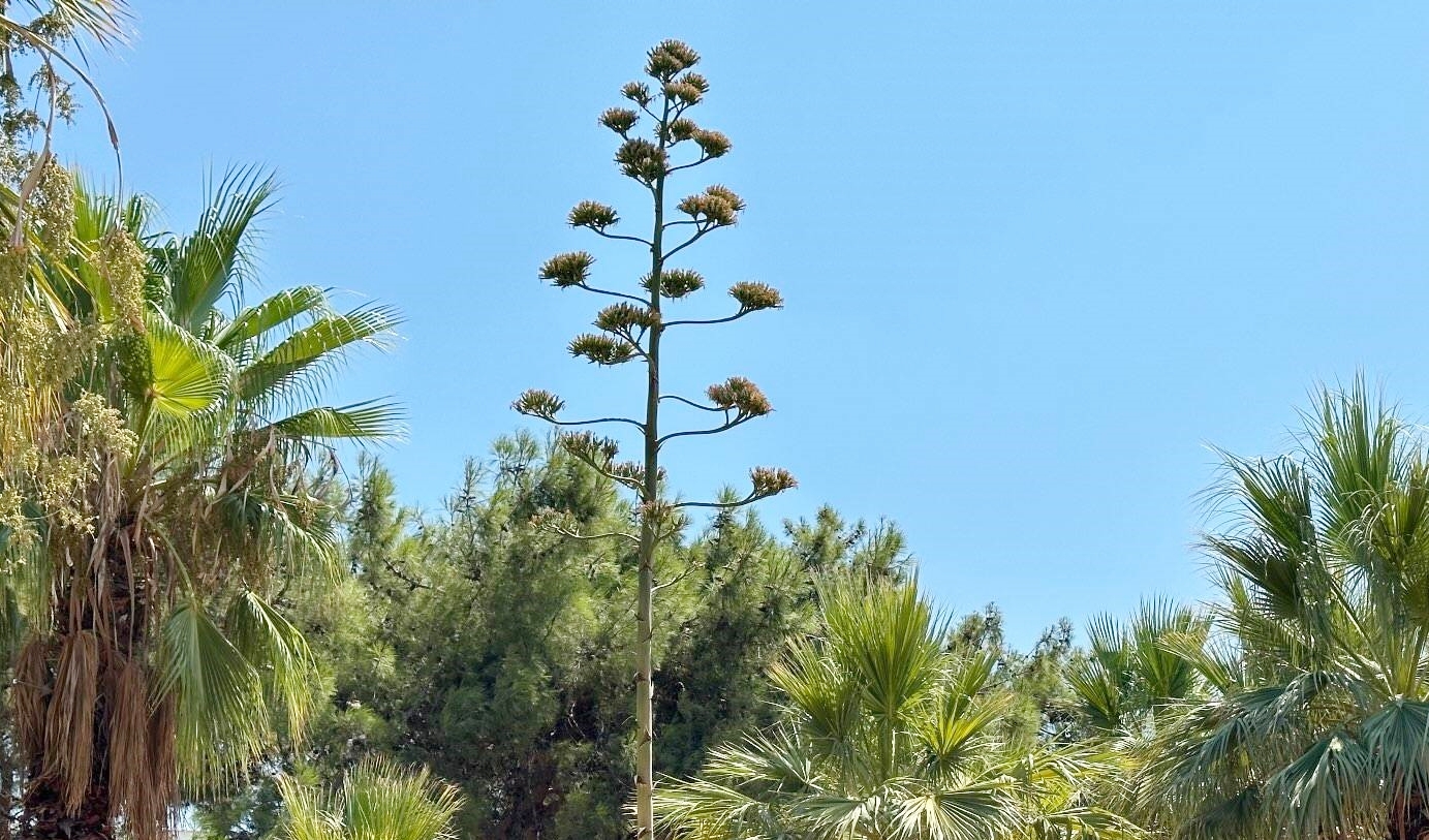 Agave Bitkisi (3)