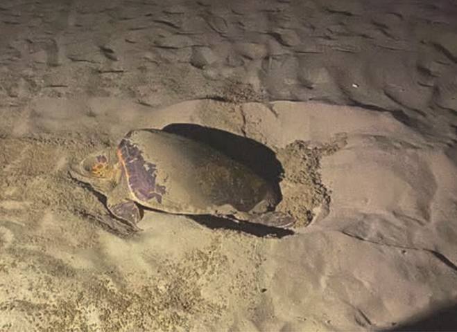 Caretta-1