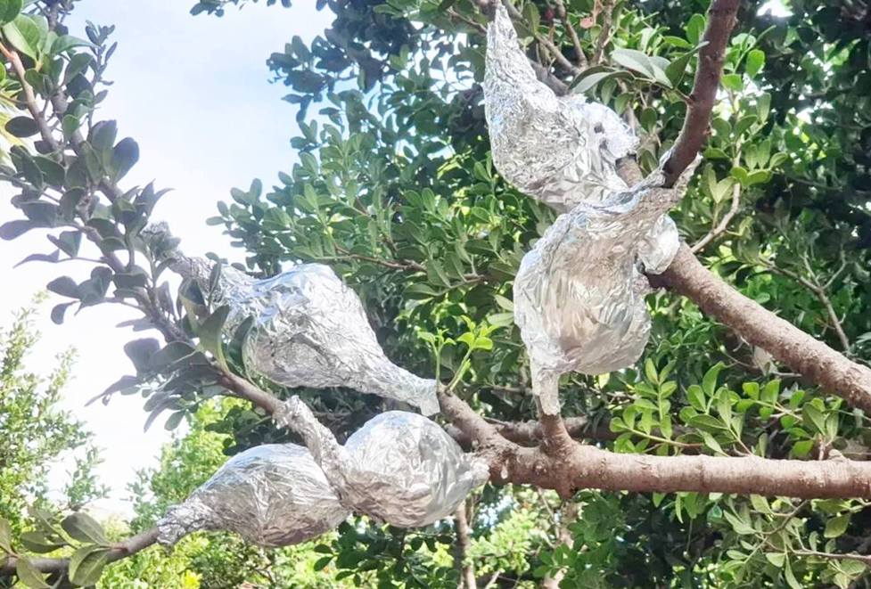 564787543 18104869756720339 5863216506613459698 N